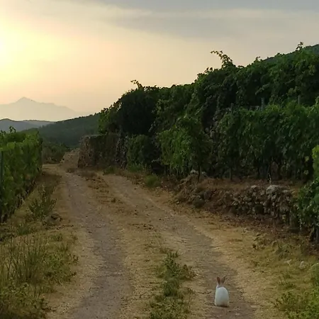 Hvar Architect's House * Pitve